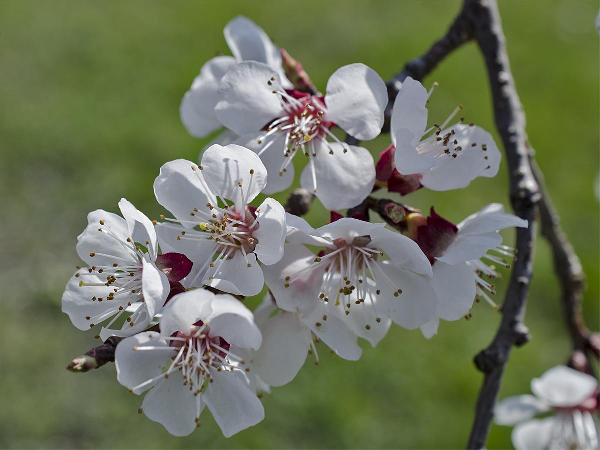 Prunus armeniaca